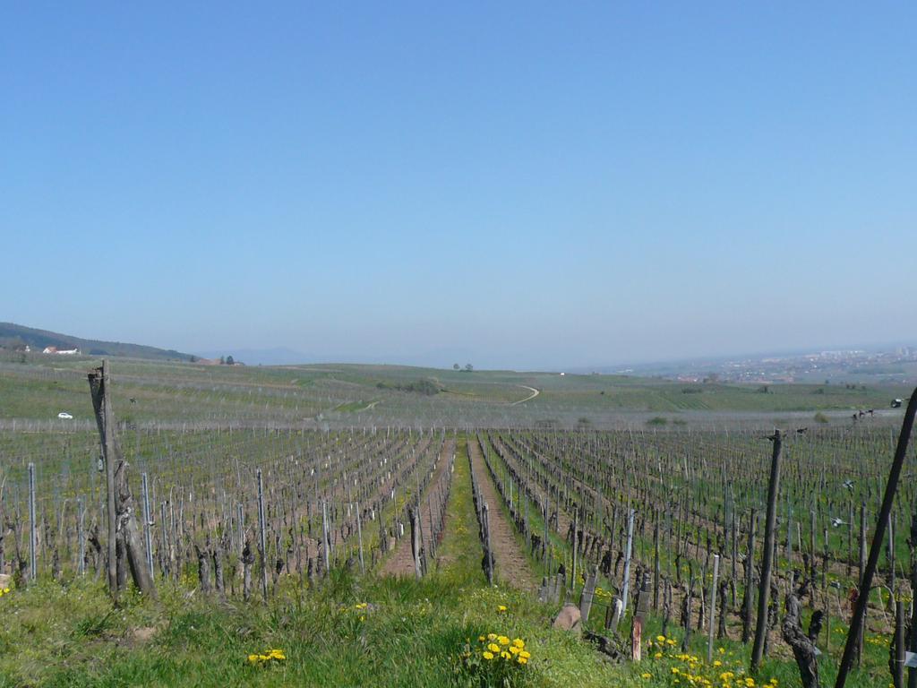 Gite Jasmin Herrlisheim-près-Colmar Buitenkant foto