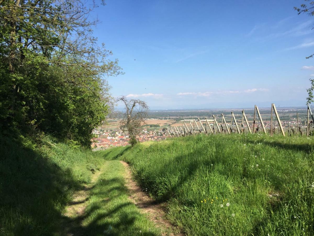 Gite Jasmin Herrlisheim-près-Colmar Buitenkant foto